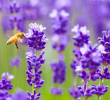 pszczoła na lawendzie