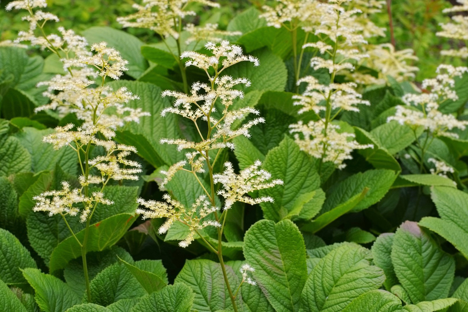 Rodgersja Rodgersia aesculifolia