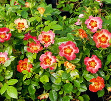 Rosa Sunshine Babylon Eyes