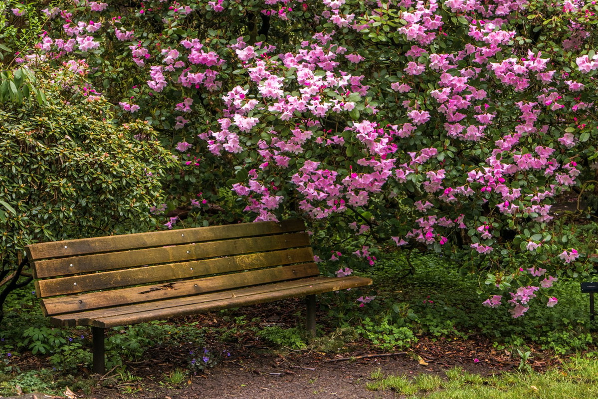 różanecznik aranżacja