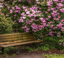 różanecznik aranżacja