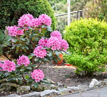 różanecznik na rabacie