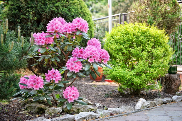 różanecznik na rabacie