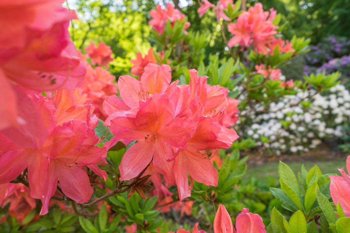 różanecznik w ogrodzie