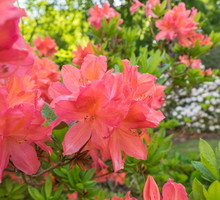 różanecznik w ogrodzie