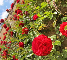 róże pnące na murze