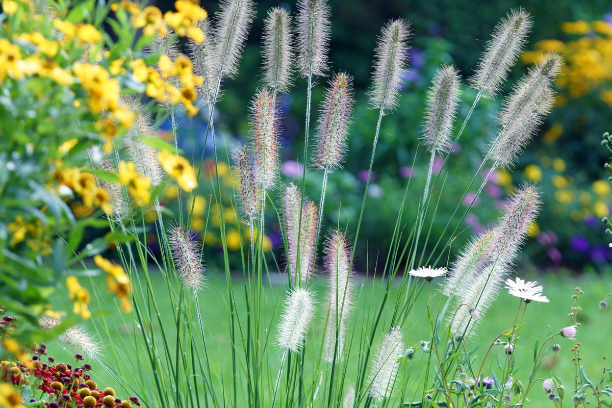 Rozplenica Pennisetum setaceum