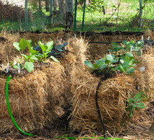 Straw Bale Gardening