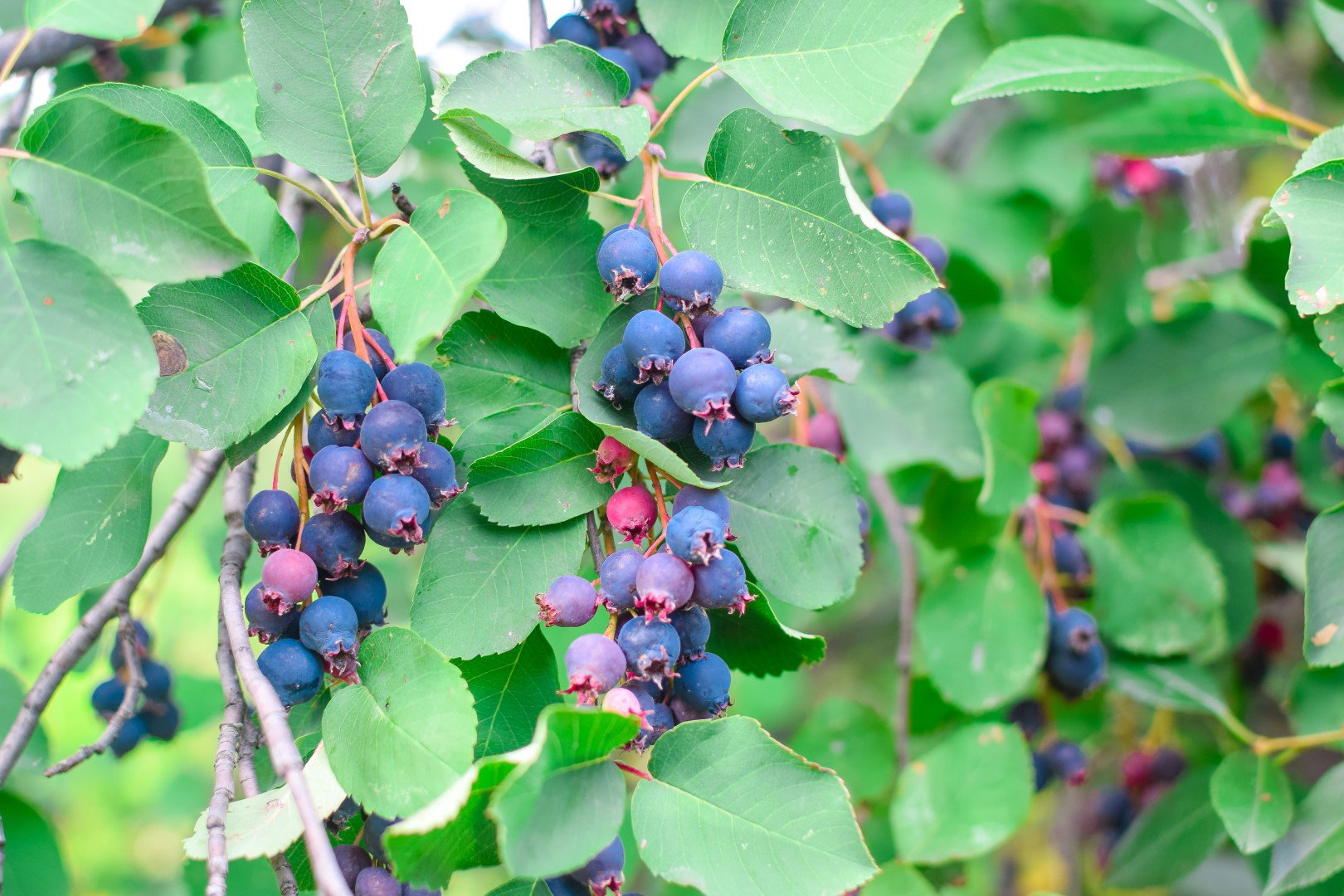świdośliwa amelanchier