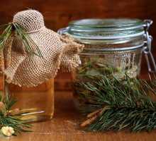 Syrop z pędów sosny