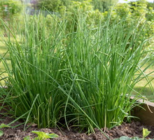 szczypior w warzywniku