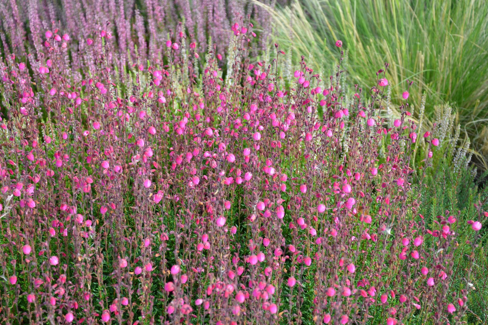 wrzos bagienny erica tetralix