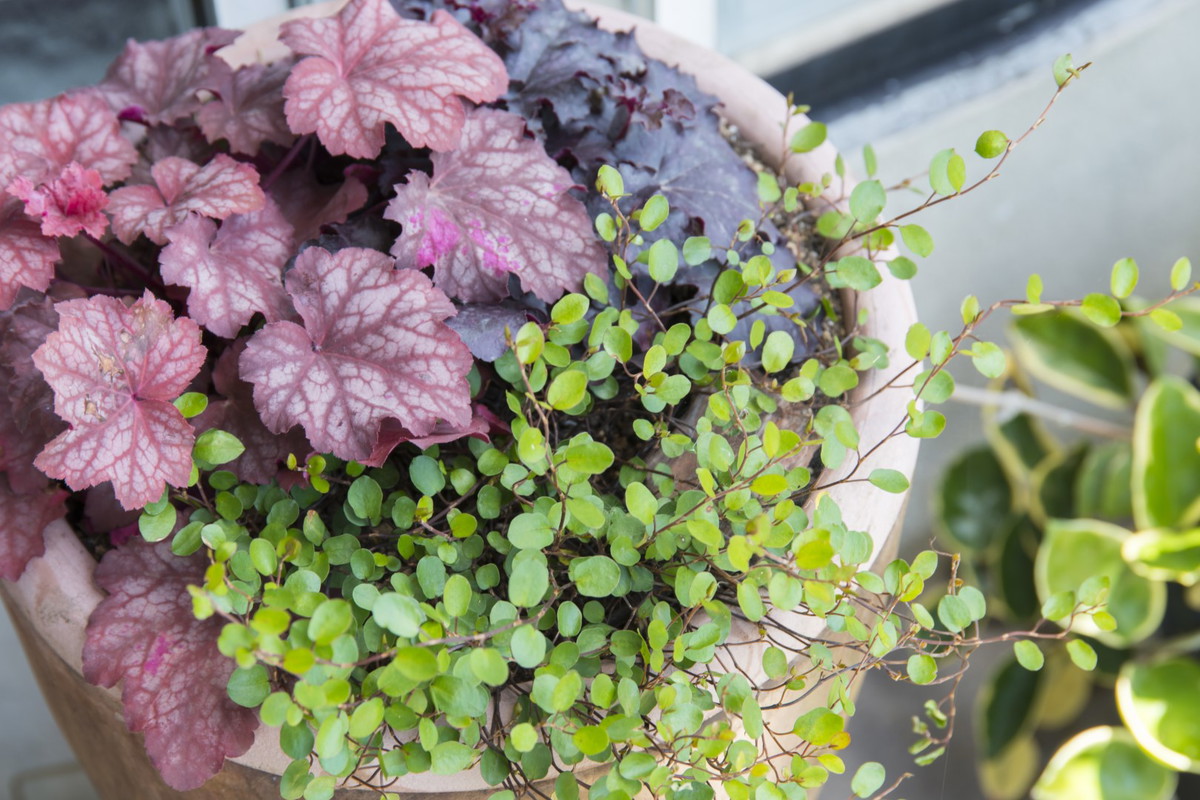 żurawka heuchera