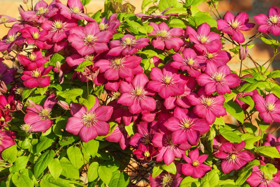 powojnika-wloskiego-clematis-viticella.jpeg