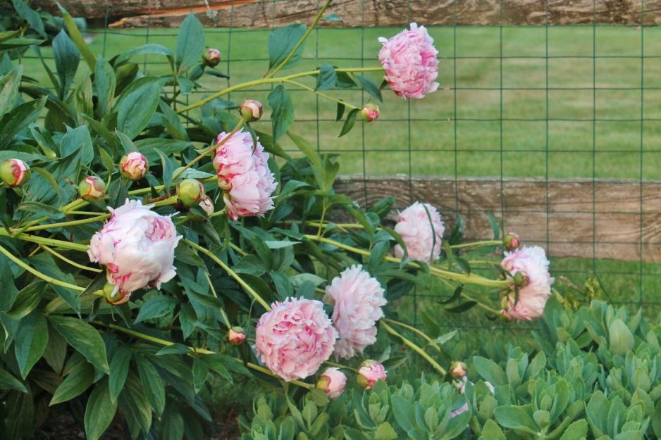 piwonie-zywoplotowe.jpeg