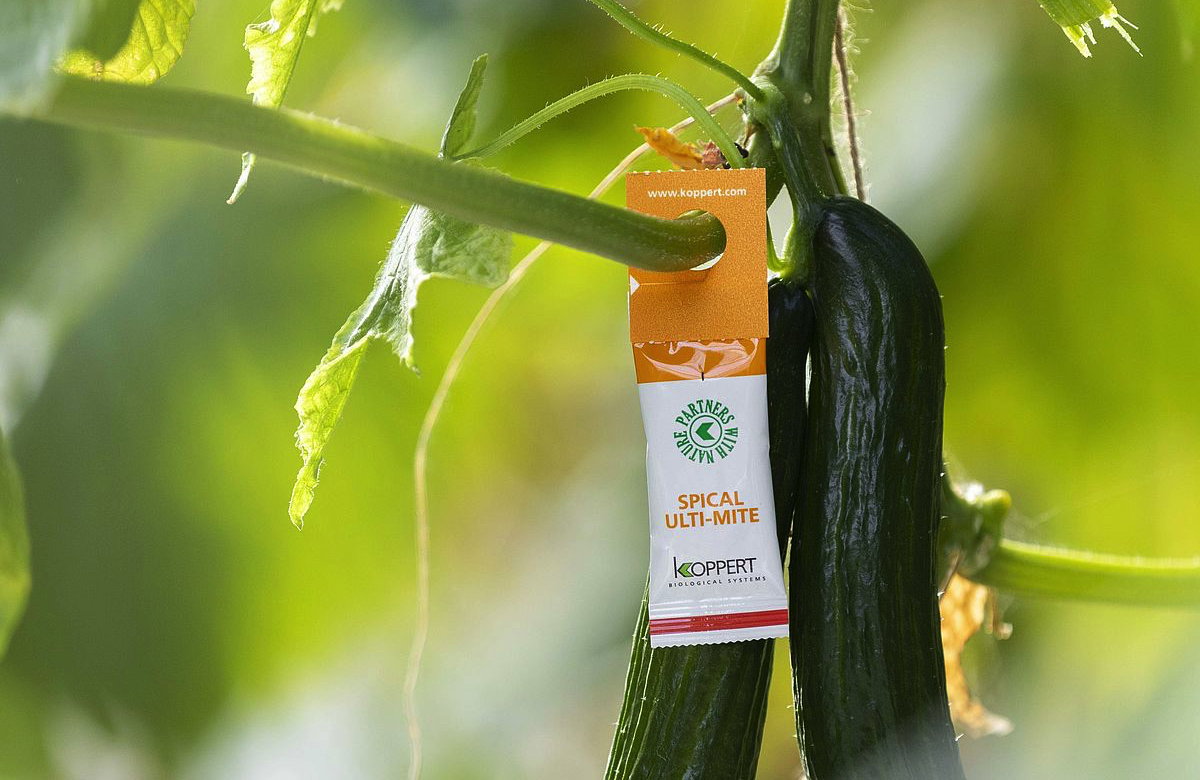 koppert - środek na przędziorki