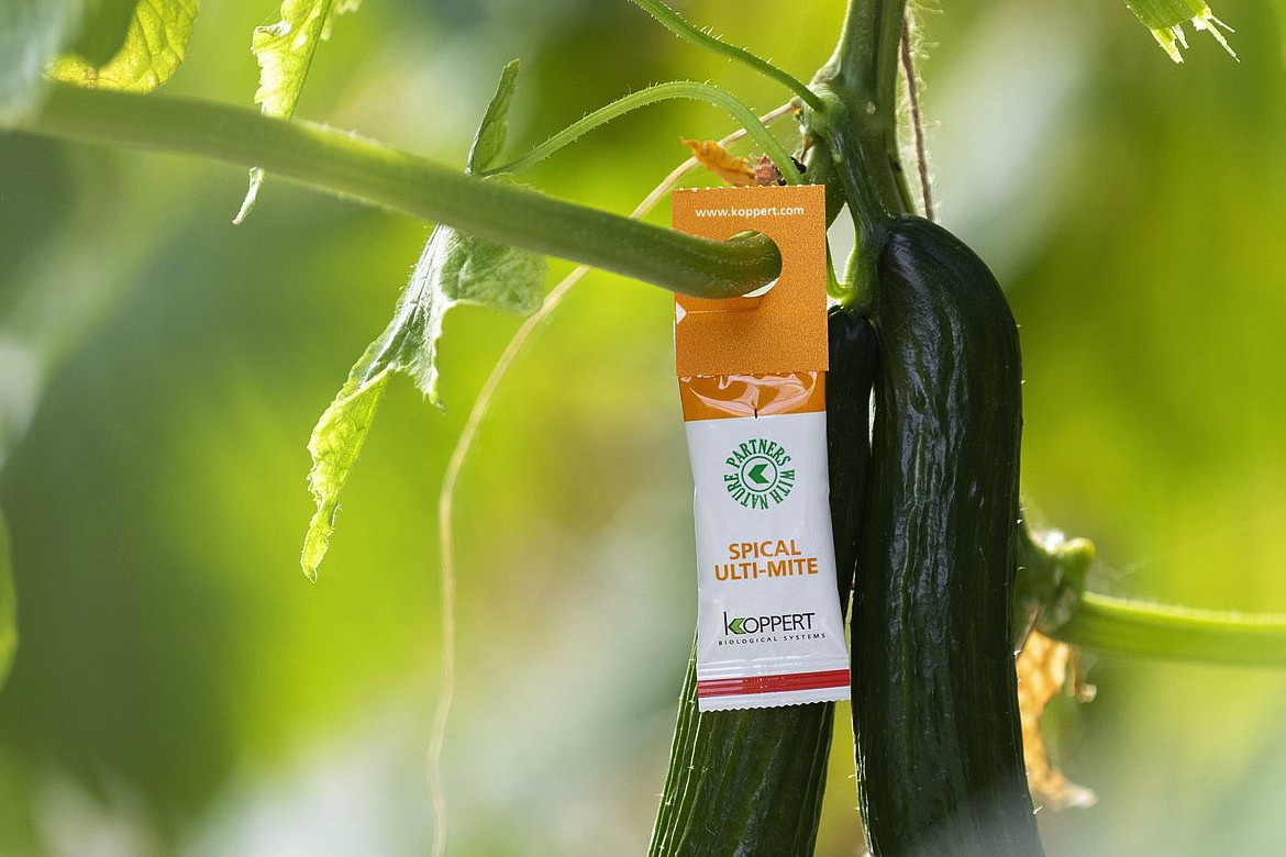 koppert - środek na przędziorki