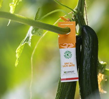 koppert - środek na przędziorki