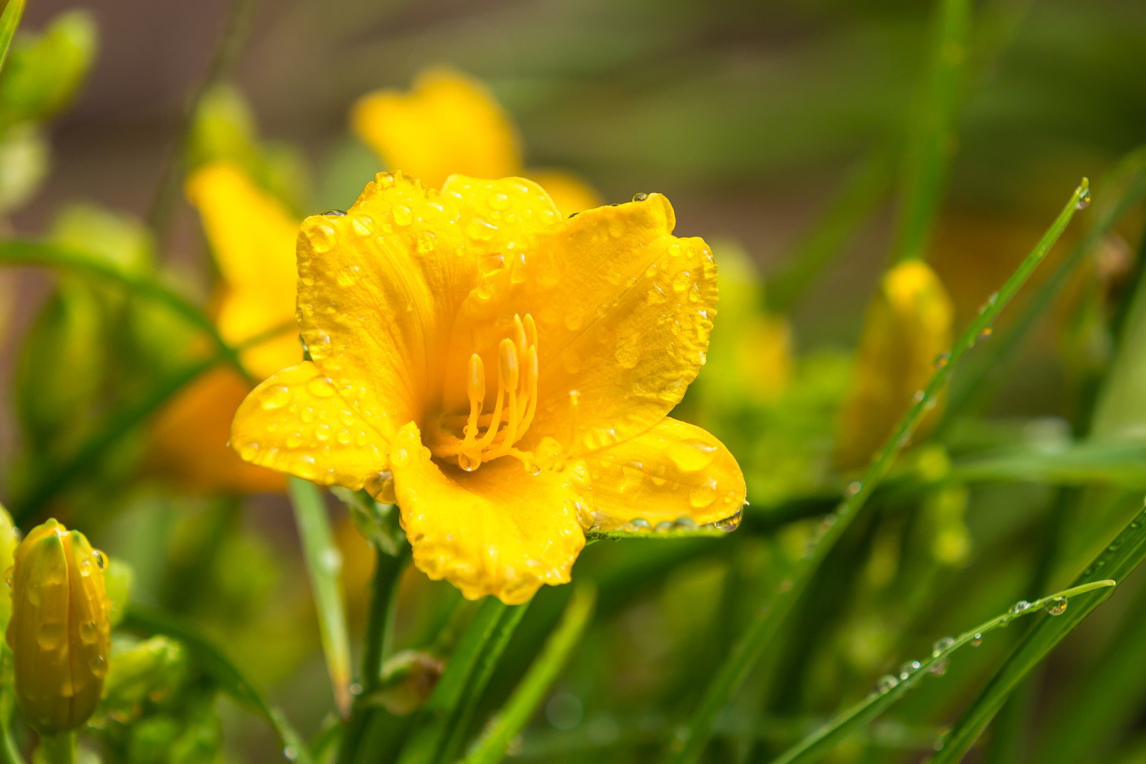 Liliowiec Hemerocallis  ‘Stella de Oro’