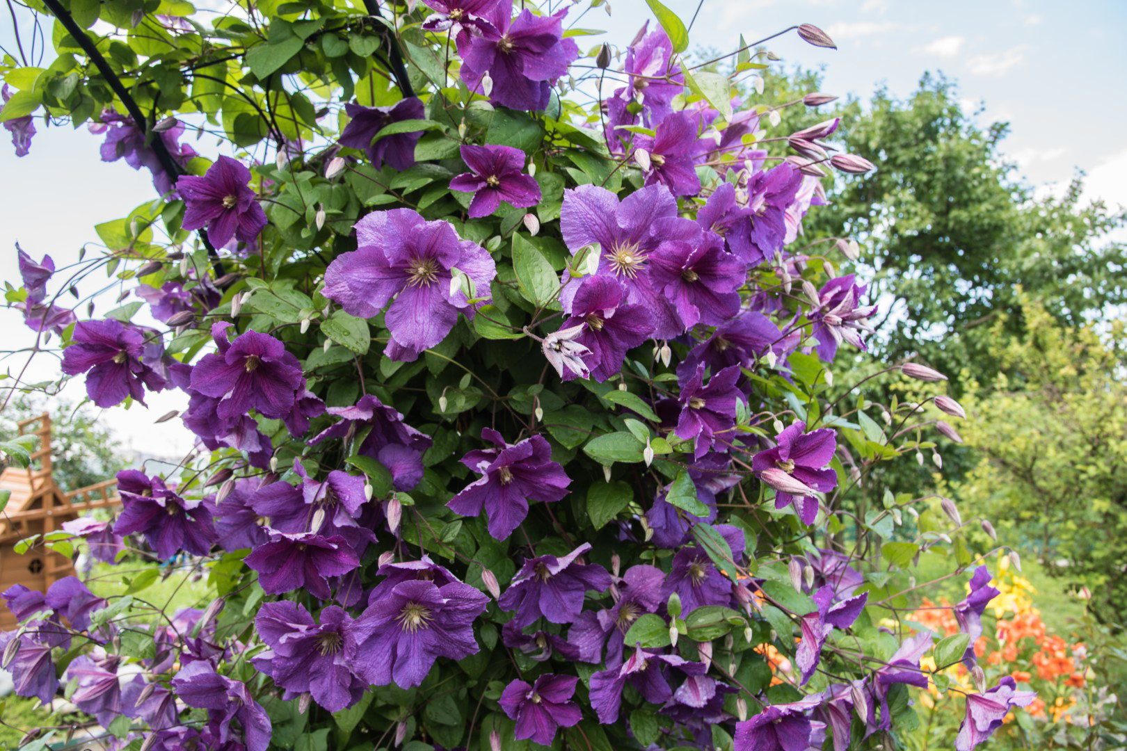 powojnik prowadzony na łuku