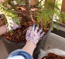 ściółkowanie thuji