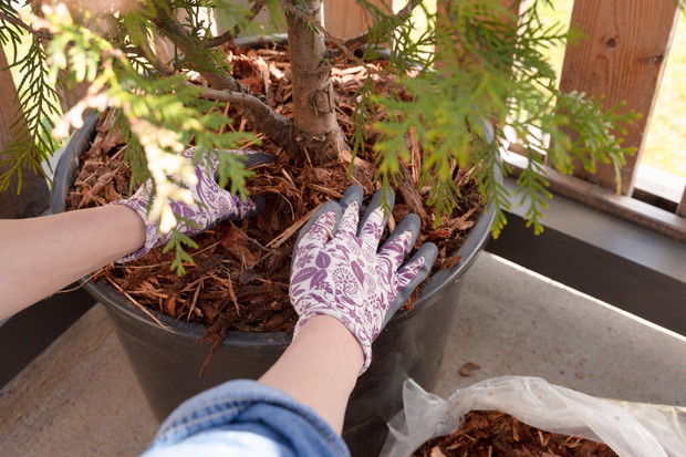 ściółkowanie thuji