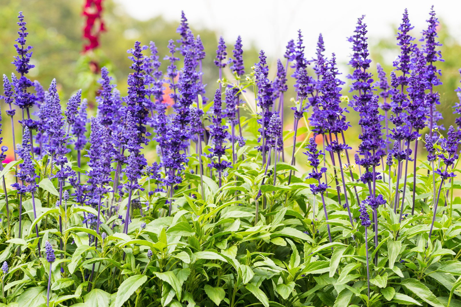 szałwia salvia pratensis