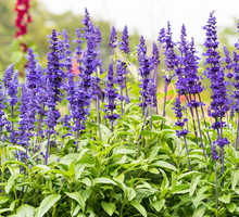 szałwia salvia pratensis