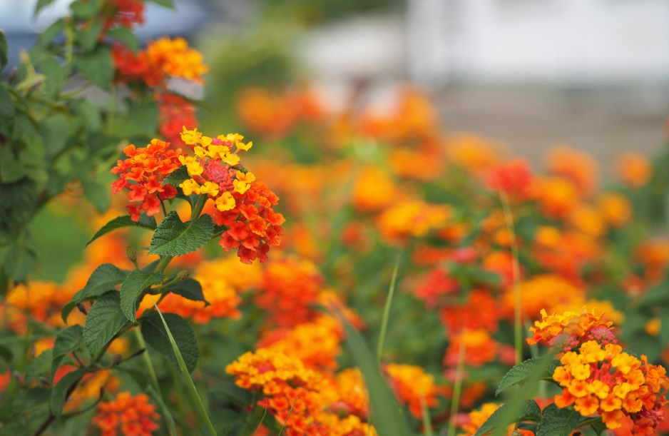 lantana-jako-roslina-niezimujaca-w-gruncie-jest-wrazliwa-na-niskie-temperatury-stad-czesciej-spotkamy-ja-na-balkonach-niz-rabatach-zdj-adobe-stock.jpeg