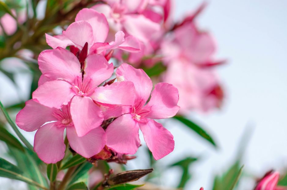 oleander-nerium-zdj-fotolia-com.jpeg