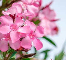 oleander-nerium-zdj-fotolia-com.jpeg