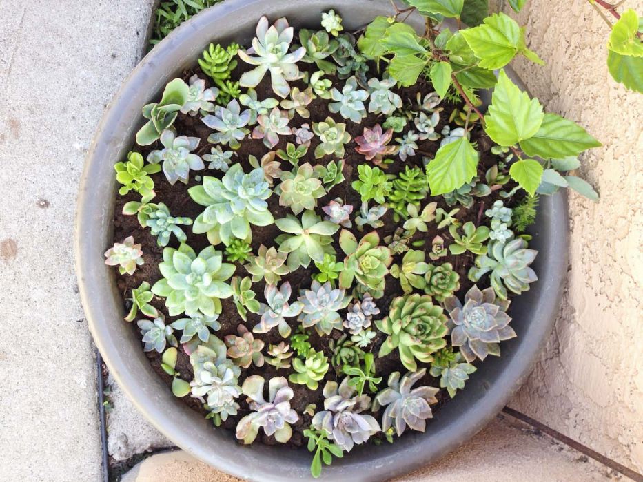 doniczka-pelna-wielu-odmian-sukulentow-to-niewielkie-dzielo-sztuki-zdj-fotolia-com.jpeg