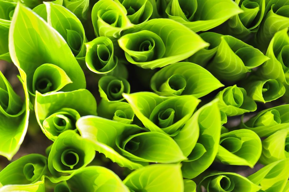 funkia-hosta-zdj-fotolia-com_2.jpeg