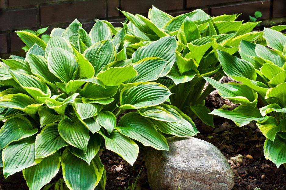 funkia-hosta-zdj-adobe-stock.jpeg