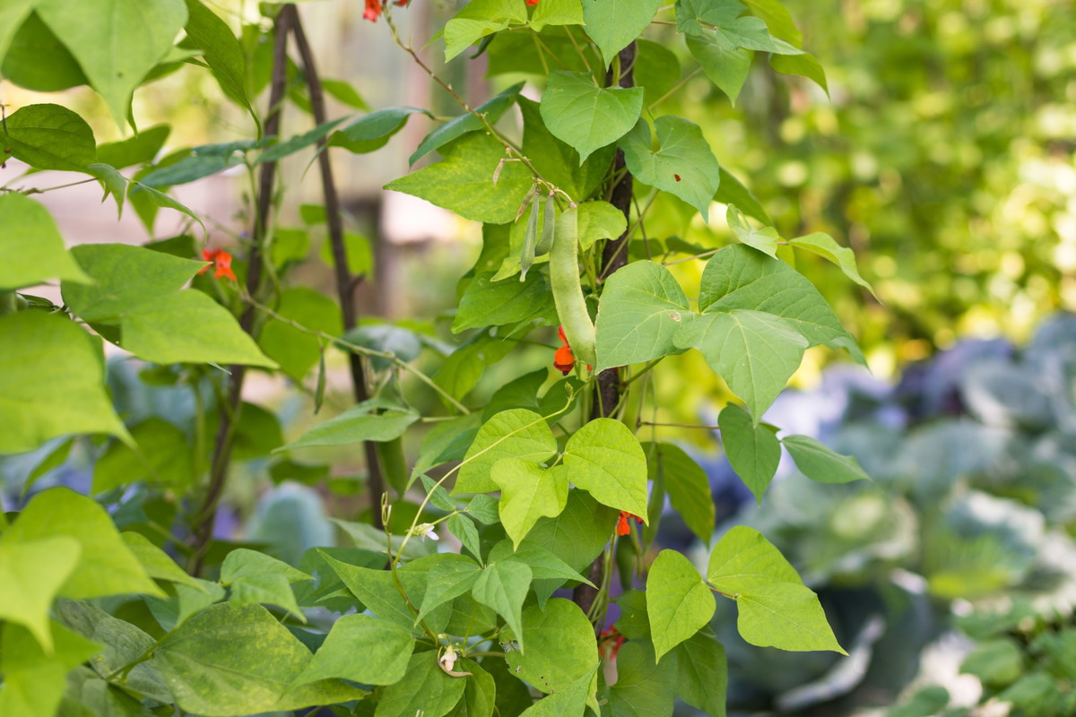 fasola pnąca na grządce