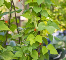 fasola pnąca na grządce