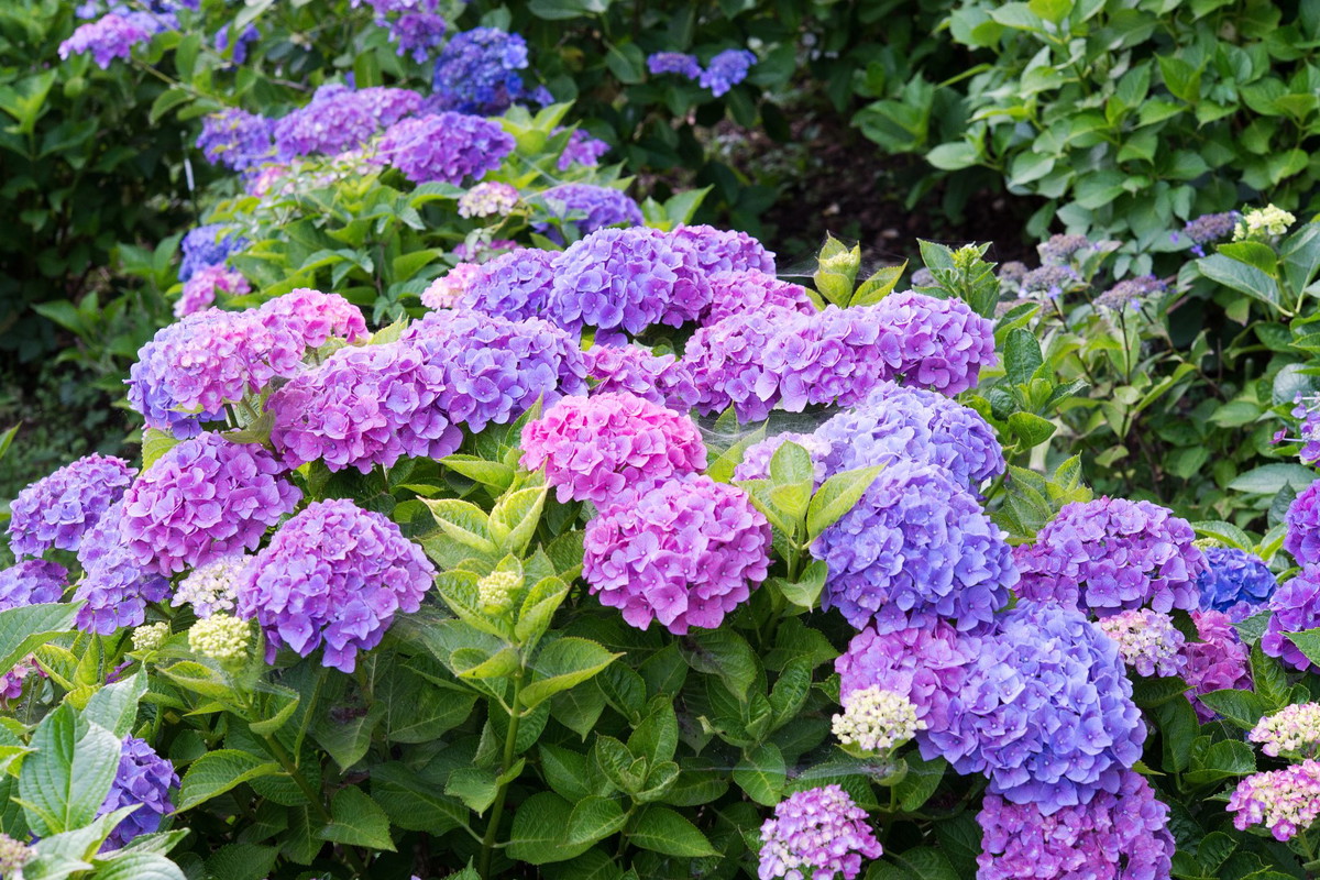 hortensa ogrodowa hydrangea macrophylla