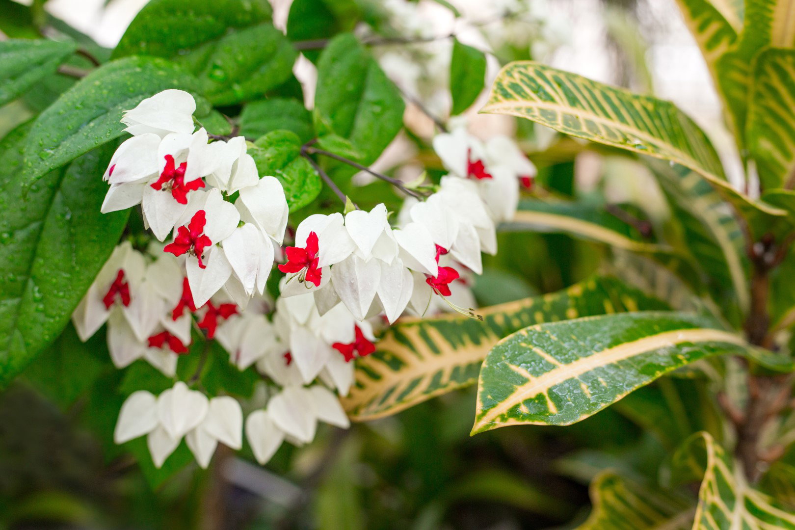 klerodendron Thomsona