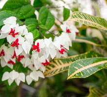 klerodendron Thomsona