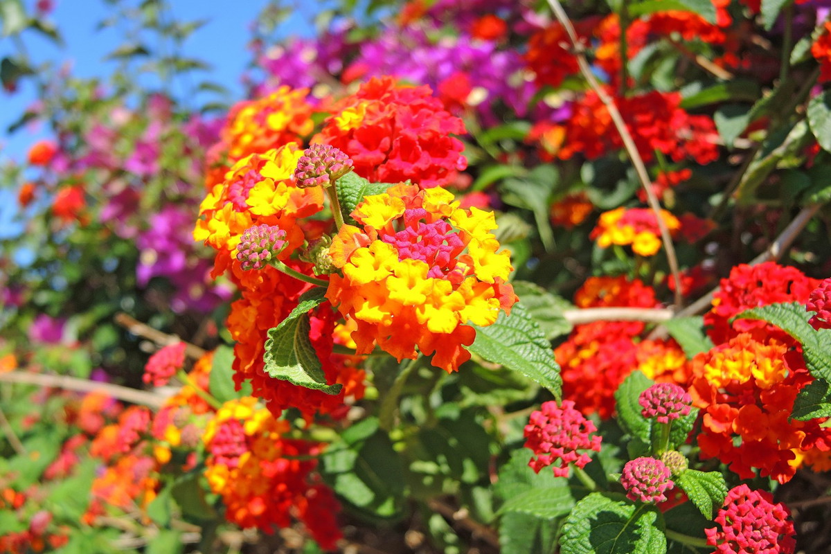 Lantana camara