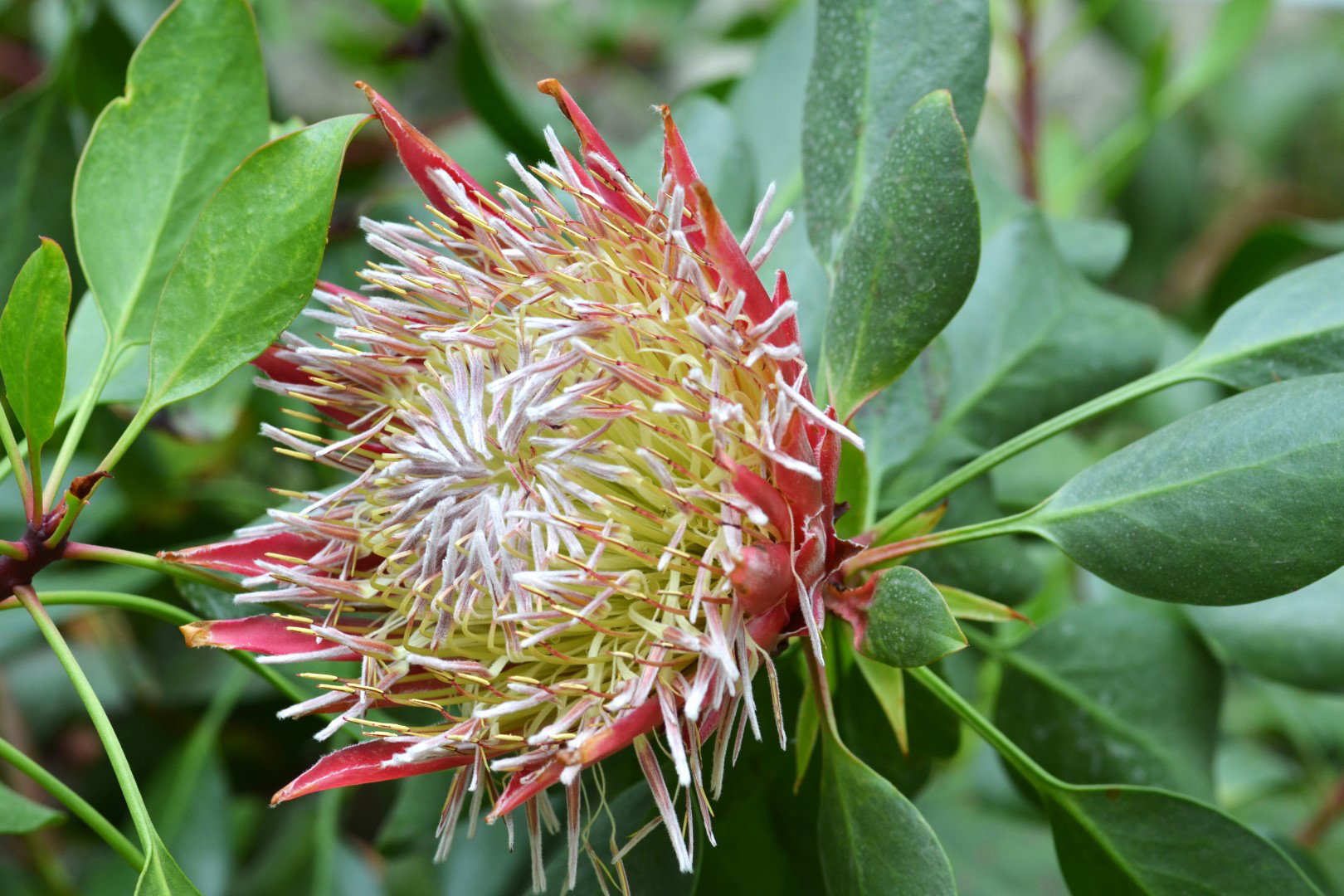 protea królewska protea cynaroides