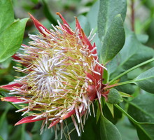 protea królewska protea cynaroides