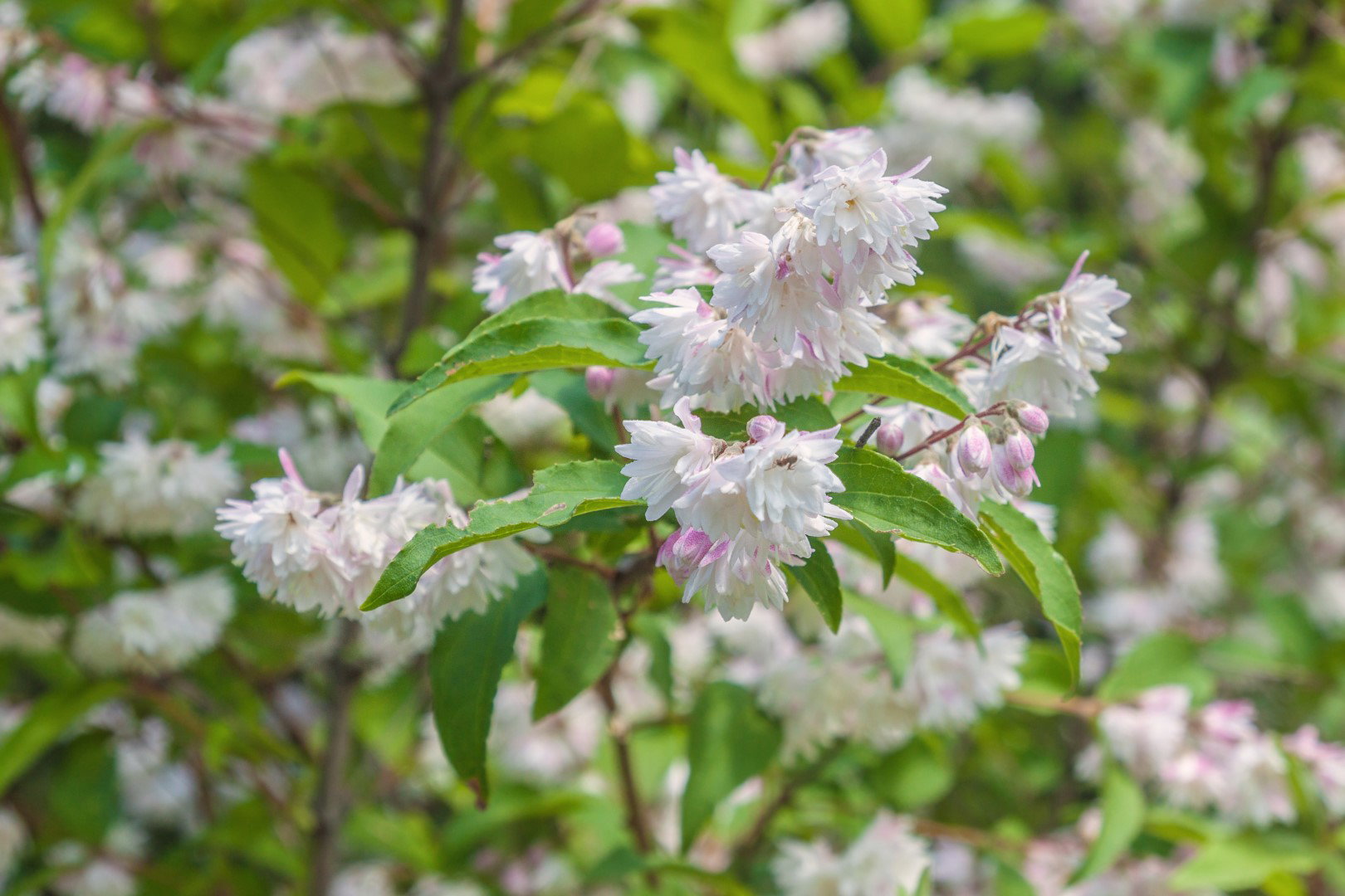 żylistek szorstki deutzia scabra