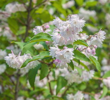 żylistek szorstki deutzia scabra
