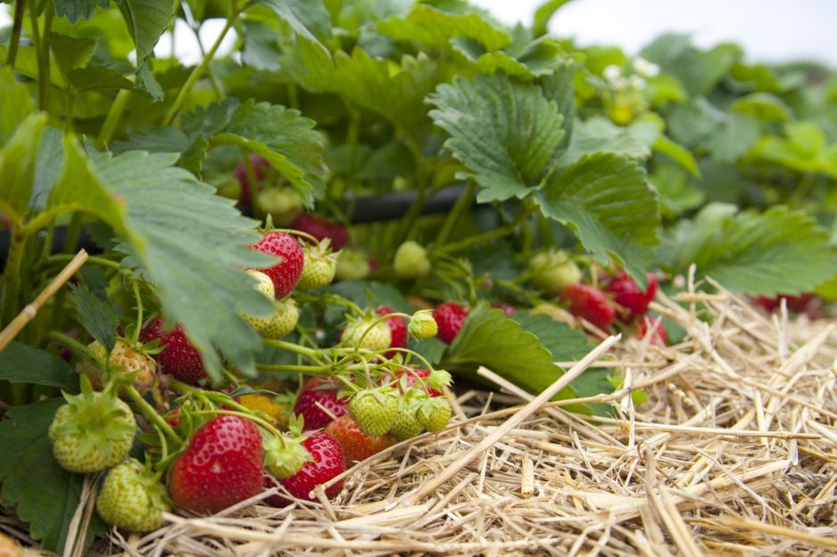uprawa-truskawek.jpeg