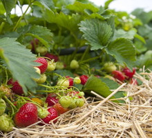 uprawa-truskawek.jpeg