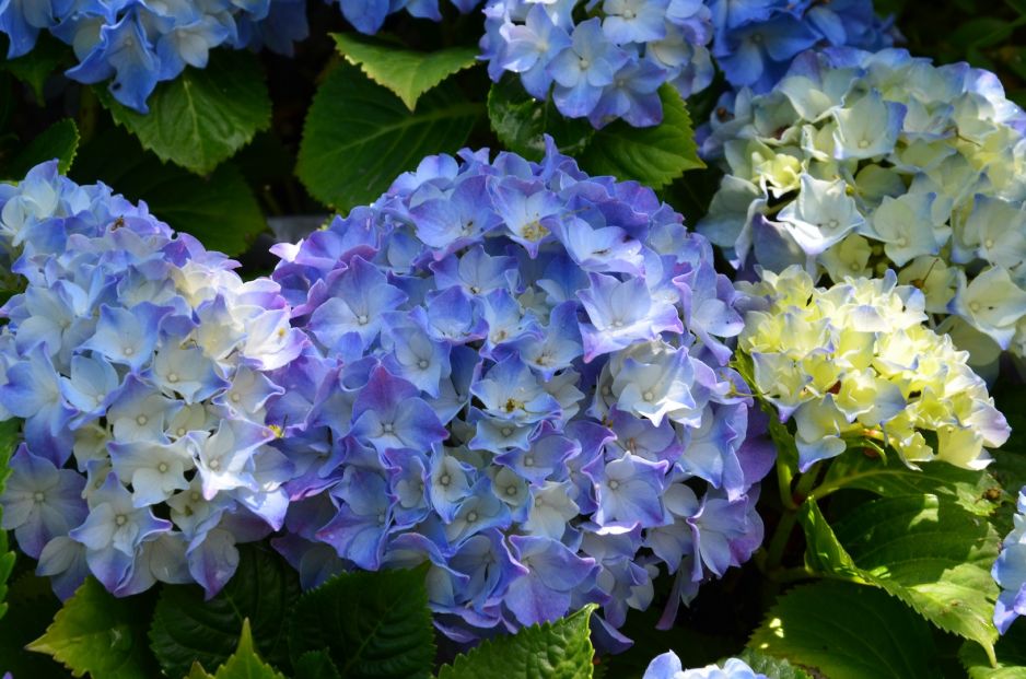 zdecydowanie-najpopularniejsze-hortensje-to-te-o-niebieskim-zabarwieniu-kwiatow-zdj-fotolia-com.jpeg