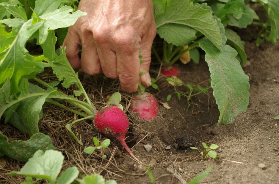 przy-ciezkiej-glebie-warto-rozwazyc-hodowle-rzodkiewki-w-donicach-zdj-adobe-stock.jpeg