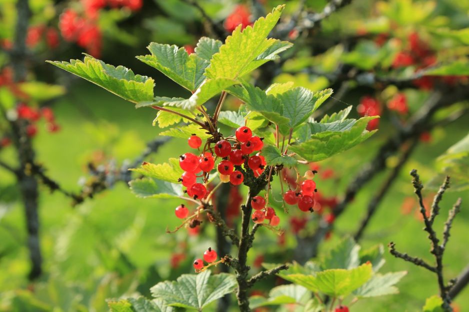 porzeczka-czerwona-ribes-rubrum-zdj-fotolia-com.jpeg