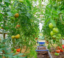 pomidory-w-szklarni.jpeg